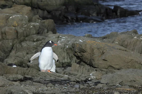 Wildlife Penguins Antarctica — Stock Photo, Image