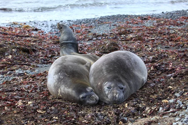 Seals Antarctica — Stock Photo, Image