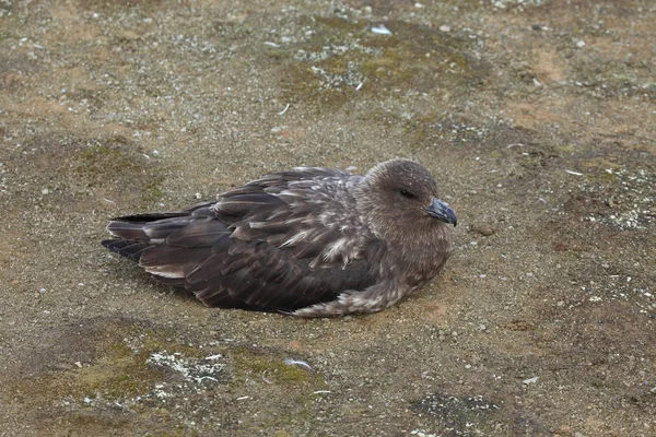 スクア南極の鳥 — ストック写真