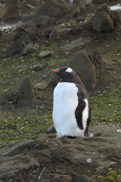 Wildtiere Und Pinguine Der Antarktis — Stockfoto