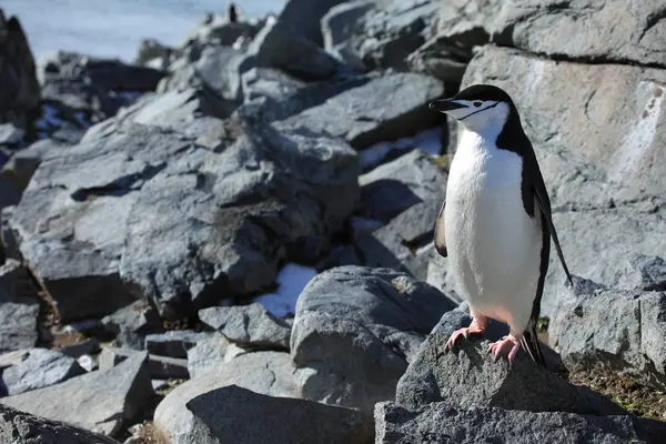 Faune Flore Pingouins Antarctique — Photo