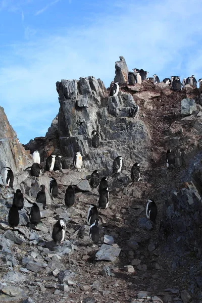 Vilda Djur Pingvinerna Antarktis — Stockfoto