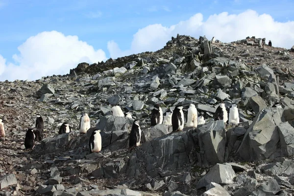 Fauna Selvatica Pinguini Dell Antartide — Foto Stock