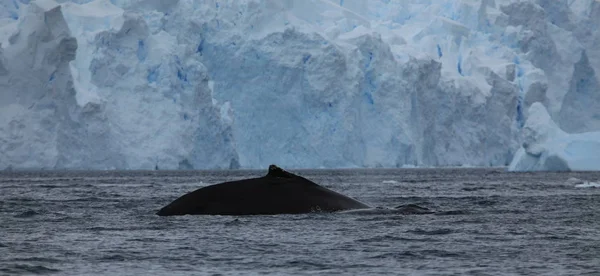 Avistamiento Ballenas Jorobadas Antártida — Foto de Stock