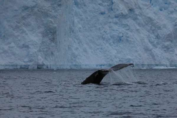 Whale Watching Humpback Whales Antarctica — Stock Photo, Image