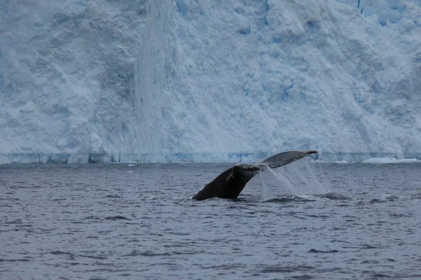 Whale Watching Humpback Whales Antarctica — Stock Photo, Image