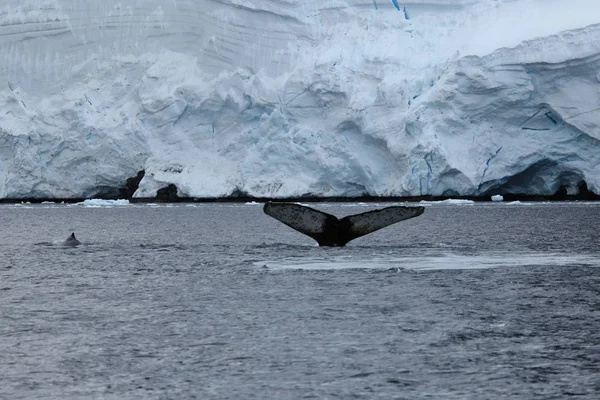 Observation Des Baleines Bosse Antarctique — Photo