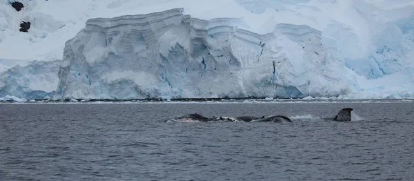 Walvis Spotten Van Bultrug Walvissen Antarctica — Stockfoto