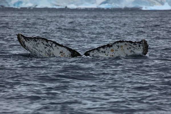 Whale Watching Humpback Whales Antarctica — Stock Photo, Image