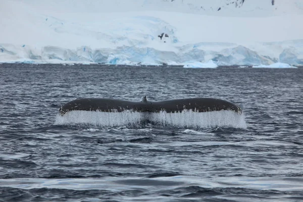 Walbeobachtung Von Buckelwalen Der Antarktis — Stockfoto