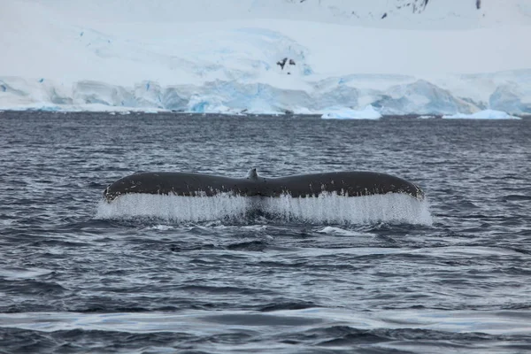 Observation Des Baleines Bosse Antarctique — Photo