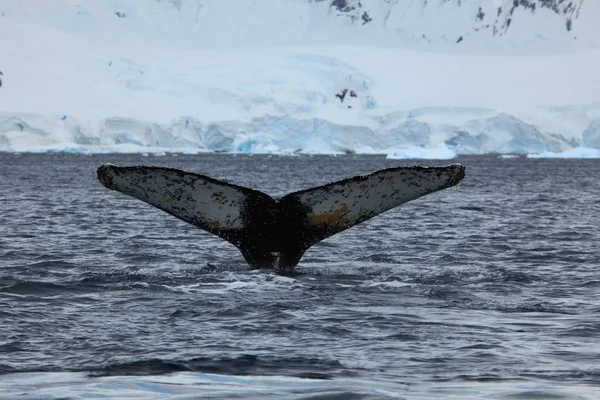 Whale Watching Humpback Whales Antarctica — Stock Photo, Image