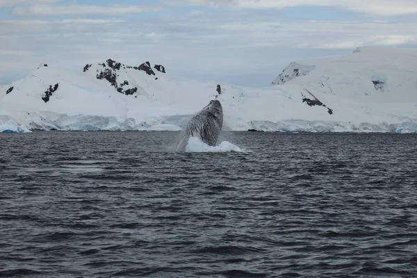 Avistamiento Ballenas Jorobadas Antártida — Foto de Stock