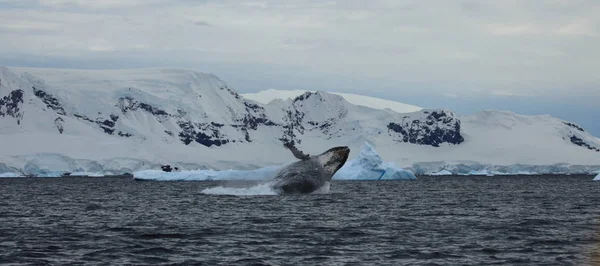 Avistamiento Ballenas Jorobadas Antártida — Foto de Stock