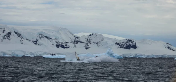 南極のザトウクジラをホエールウォッチングします — ストック写真