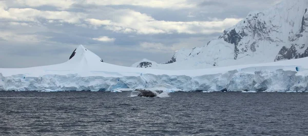 Observation Des Baleines Bosse Antarctique — Photo