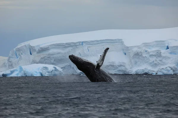 Avistamiento Ballenas Jorobadas Antártida — Foto de Stock