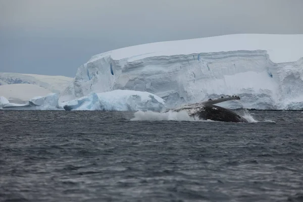 Спостереження Китами Горбатих Китів Антарктиці — стокове фото