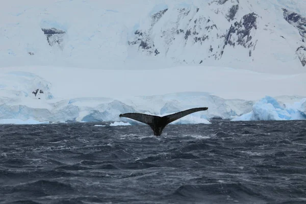 Observation Des Baleines Bosse Antarctique — Photo