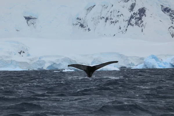 Whale Watching Humpback Whales Antarctica — Stock Photo, Image