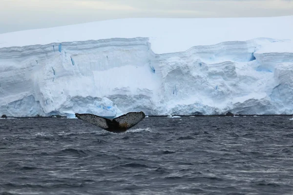 Observation Des Baleines Bosse Antarctique — Photo