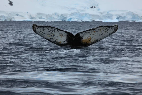 Avistamiento Ballenas Jorobadas Antártida Imagen De Stock