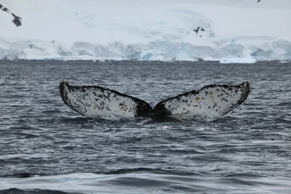 Avistamiento Ballenas Jorobadas Antártida Fotos De Stock