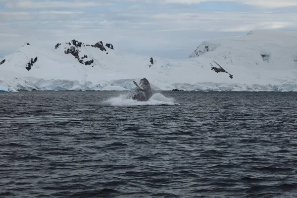 Whale Watching Humpback Whales Antarctica Stock Image