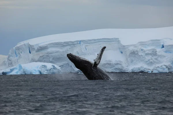 Whale Watching Humpback Whales Antarctica Stock Picture