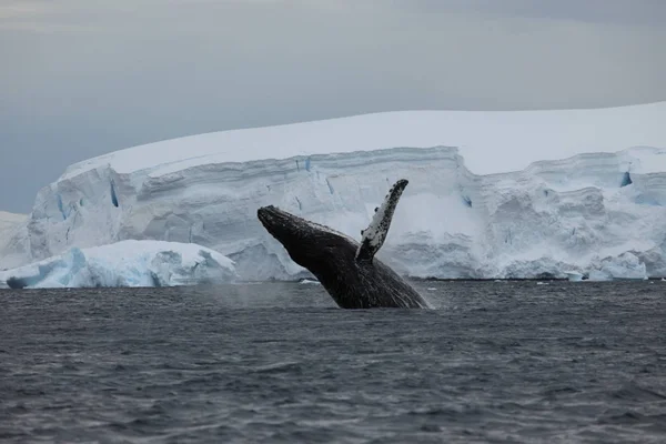 Whale Watching Humpback Whales Antarctica Stock Image