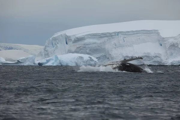 Whale Watching Humpback Whales Antarctica Stock Photo