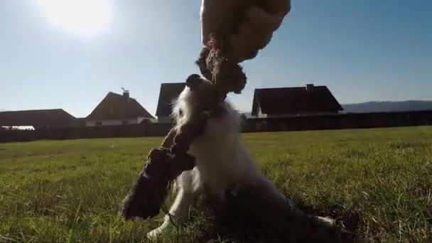 Pequeño Perro Está Jugando — Vídeo de stock