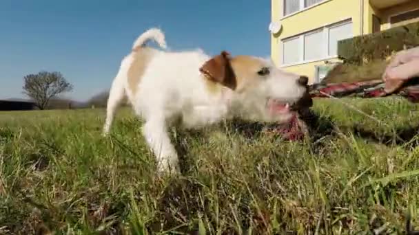 Pequeño Perro Está Jugando — Vídeos de Stock