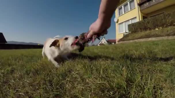 Hondje Aan Het Spelen — Stockvideo