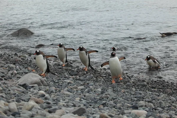 Antarktiksen Luonnonvaraiset Eläimet Pingviinit — kuvapankkivalokuva