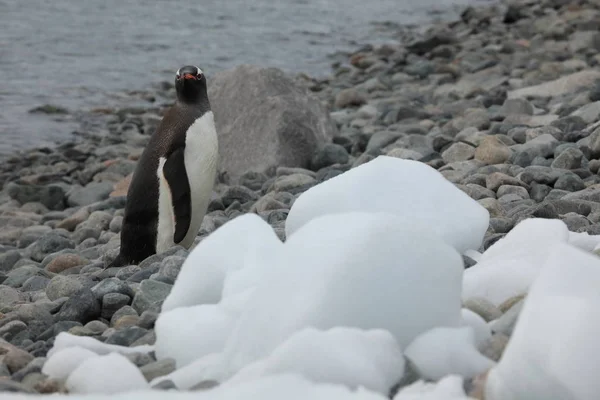 Дикая Природа Пингвины Антарктиды — стоковое фото