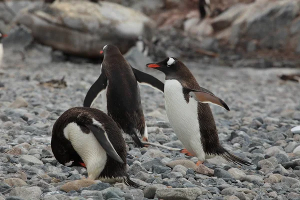 Vildtlevende Pingviner Antarktis - Stock-foto