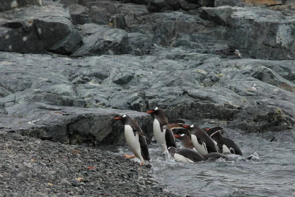 Wildtiere Und Pinguine Der Antarktis — Stockfoto