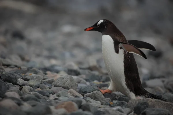 Faune Pingouins Antarctique — Photo