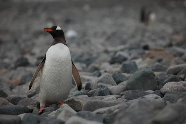 Fauna Selvatica Pinguini Dell Antartide — Foto Stock