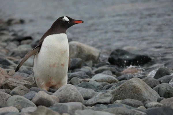 Faune Pingouins Antarctique — Photo