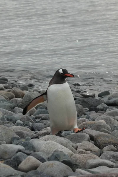 Faune Pingouins Antarctique — Photo