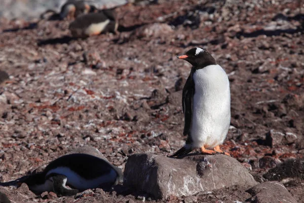 Πιγκουΐνους Στην Ανταρκτική — Φωτογραφία Αρχείου