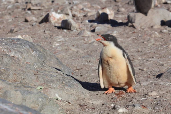 Les Pingouins Antarctique — Photo