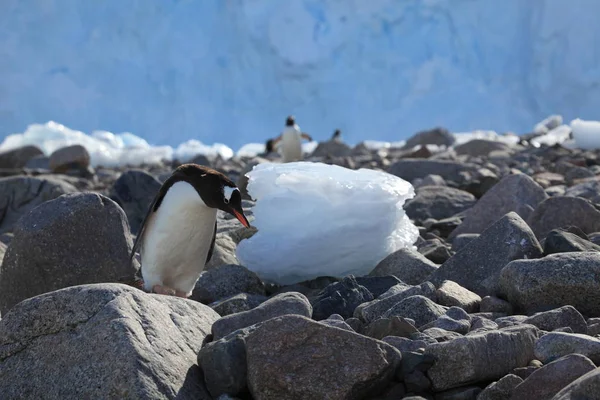 Pingwinów Antarktydzie — Zdjęcie stockowe