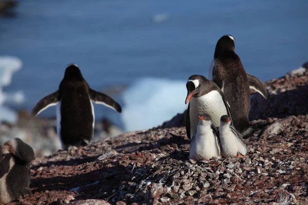 Pinguini Antartide — Foto Stock