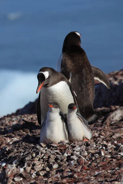 Pinguini Antartide — Foto Stock