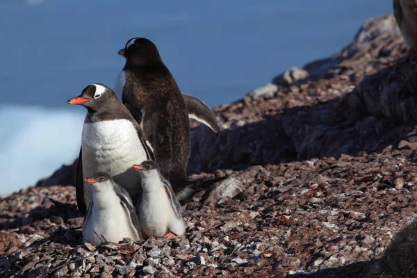 南極でペンギン — ストック写真