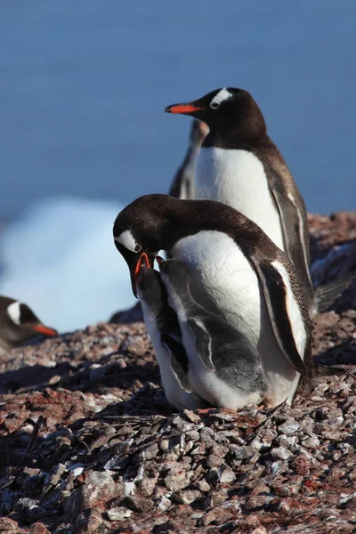 Les Pingouins Antarctique — Photo