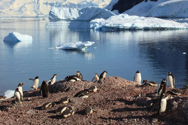 Los Pingüinos Antártida — Foto de Stock